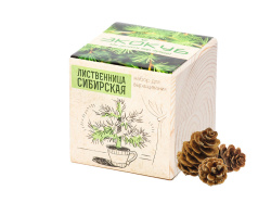 Набор для выращивания «Лиственница Сибирская», Цвет бежевый