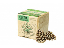 Набор для выращивания «Сосна обыкновенная», Цвет бежевый