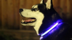 Светящийся ошейник для собак (3 режима) Glowing Dog Collar Синий
