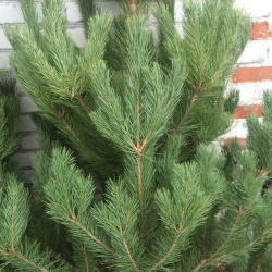 Новогодняя живая Ёлка (сосна)
