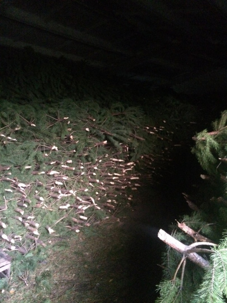 Новогодняя живая Ёлка (сосна)