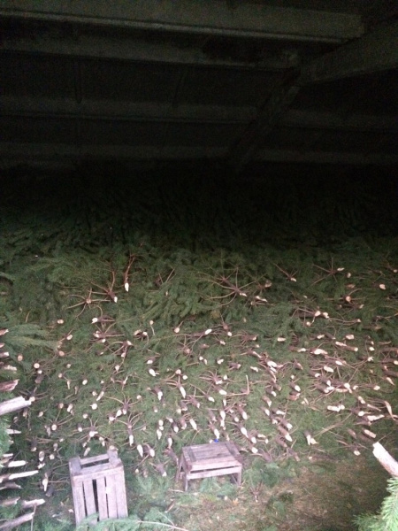 Новогодняя живая Ёлка (сосна)