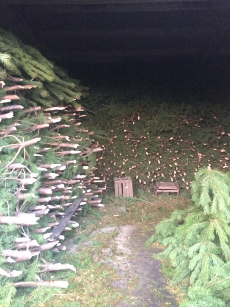 Новогодняя живая Ёлка (сосна)