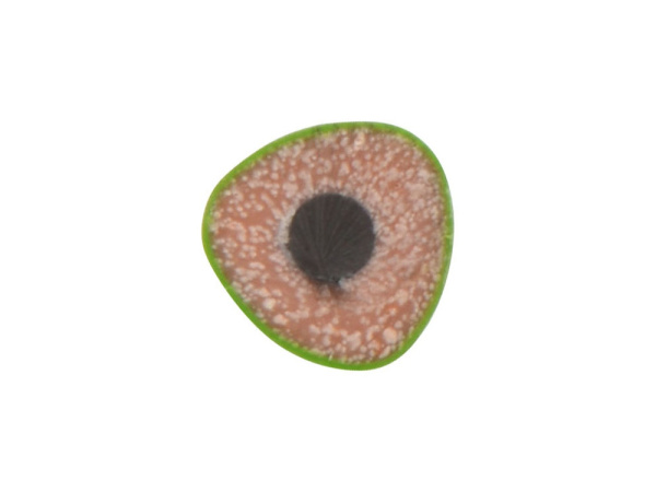 Трехгранный карандаш «Conti» из переработанных контейнеров, Цвет зеленый