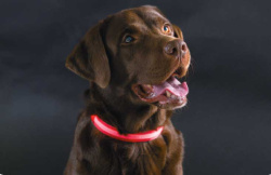 Светящийся ошейник для собак (3 режима) Glowing Dog Collar Красный