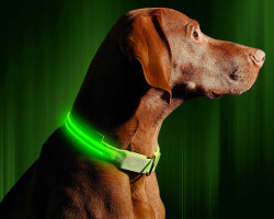 Светящийся ошейник для собак (3 режима) Glowing Dog Collar Зеленый