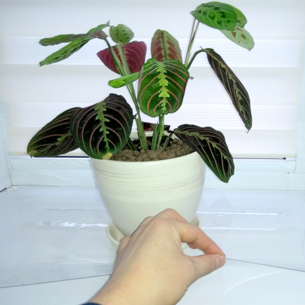 Пленка из ПВХ для подоконника 120x20 см "Тепломакс" Гибкое стекло (толщина 0.7 мм)